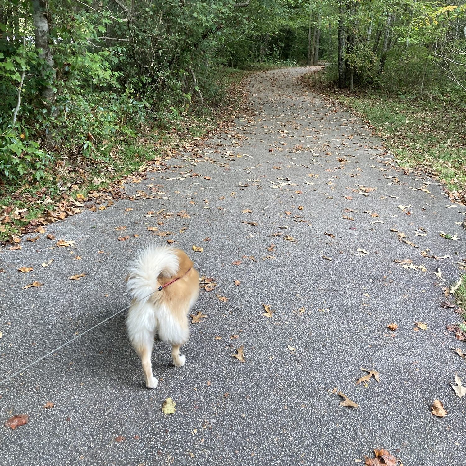 Following my dog on a walk